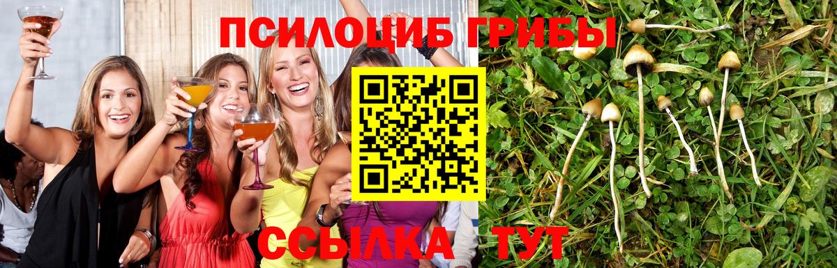 Псилоцибиновые грибы Psilocybine cubensis Углич